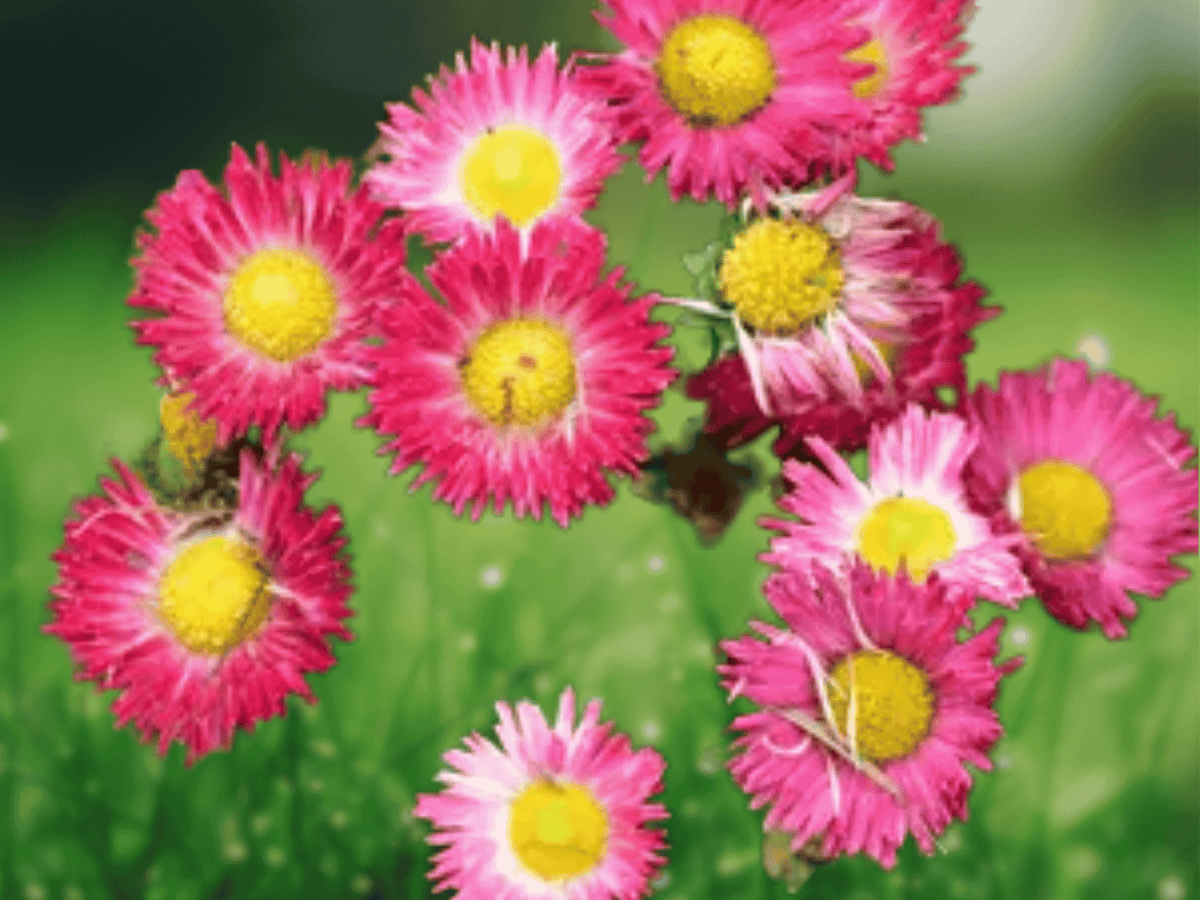 10 Seeds Bellis perennis European Daisy