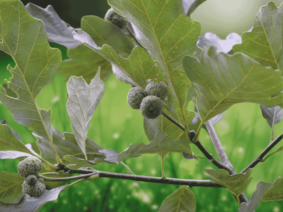 1 Swamp White Oak Tree 12" Quercus bicolor Bare Root Live Plant