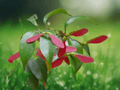 5 Seeds Acer fabri (Evergreen Maple) Ornamental Tree