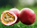 1 Live Plant Panama Red Passion Fruit Passiflora Edible Vine for Trellises Fences Home Gardens