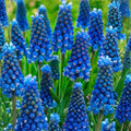 Blue Grape Hyacinth Bulbs 8-9 cm Deep Cobalt Blue Muscari armeniacum Hardy Spring Garden Planting