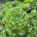 Rare Aeonium Arboreum Irish Rose 4 Cuttings Green Succulent Plants Indoor Gardening Home Decor
