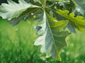 3 Bare Root Swamp White Oak Trees Quercus bicolor 12in Live Plant