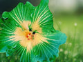 20 Seeds Green Yellow Hibiscus Bicolor Tropical Perennial Flower Exotic Garden Plant