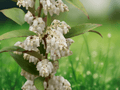 5 Seeds Leucothoe axillaris Coast Leucothoe Evergreen Shrub