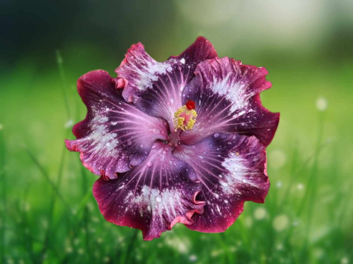 20 Seeds Hibiscus Silver Pink Purple Bicolor Hardy Tropical Perennial Exotic Flower Garden
