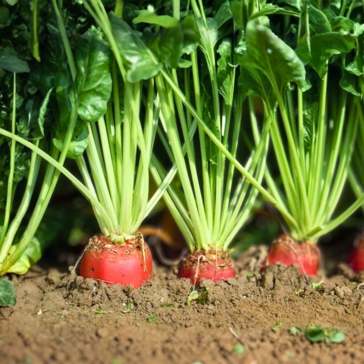 Organic Red Mammoth Sunchoke Tubers for Planting - Helianthus tuberosum - Red Jerusalem Artichoke - Heirloom Edible Plants