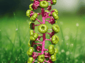 5 Seeds Pokeweed Phytolacca americana Ornamental Berry Plant