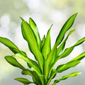 Dracaena Fragrans Corn Plant - 8" Indoor Houseplant with Thick Stem - Fragrant Bloomer - Easy Care Greenery