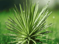 5 Seeds Agave stricta Hardy Succulent Compact Agave Plant