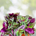 Purple Wandering Jew Cuttings - 6 Inches - Tradescantia Zebrina Houseplant - 6 Cuttings