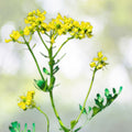 Live Rue Plant - 2 Healthy Plants in One Pot - Medicinal Aromatic Herb Ruta graveolens - Aromatic Garden Essential