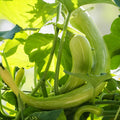 Trombone Squash Seeds - 20 Heirloom Tromboncino Plants for Garden - Cucurbita moschata, Edible Summer Squash, Vegetable Seeds