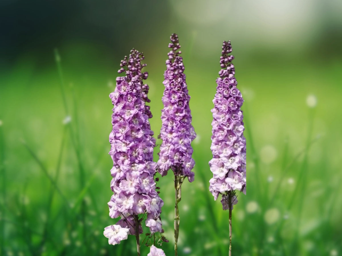 50 Seeds Million Dollar Blush Delphinium Tall Spikes Soft Pink White Blooms Perennial Cut Flower