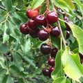 Black Cherry Seeds - 15 USA Native Sweet Edible Fruit Seeds - Prunus serotina