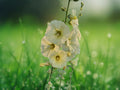 25 Seeds Alcea rugosa Russian Hollyhock Perennial Yellow Bloom Hardy Tall Garden Flower