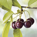 Organic Sweet Cherry Tree Seeds - 20 Pack - Prunus avium - Heirloom Variety - Free Shipping - US Seller
