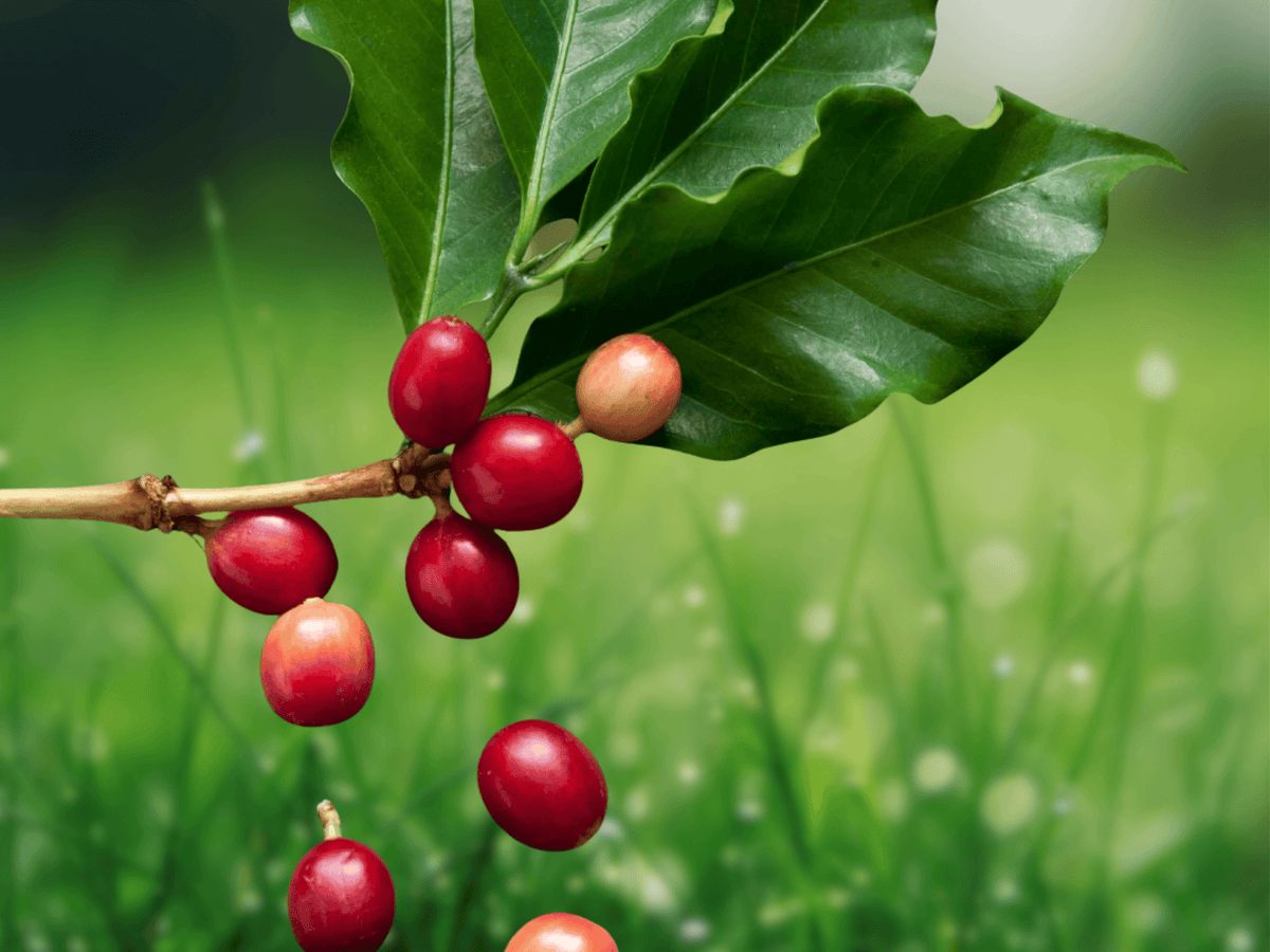5 Seeds Coffea canephora (Robusta Coffee)