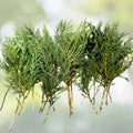 Leyland Cypress Tree Cuttings - 22 Fresh Cuttings + 2 Free - Fast Growing Evergreen (Cupressocyparis leylandii)