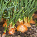 Heirloom Radish Seed Collection - 5 Non-GMO Varieties for Home Gardening - Brassica rapa