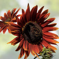 Cherry Chocolate Sunflower Seeds - 50 Heirloom Non-GMO Seeds for Planting | Helianthus annuus