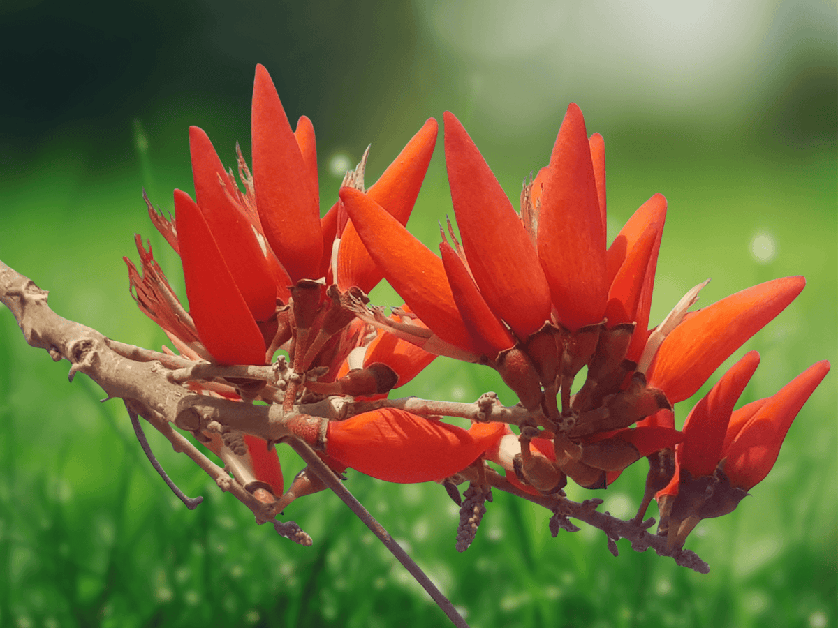 5 Seeds Erythrina stricta Coral Tree Tropical Flowering Tree