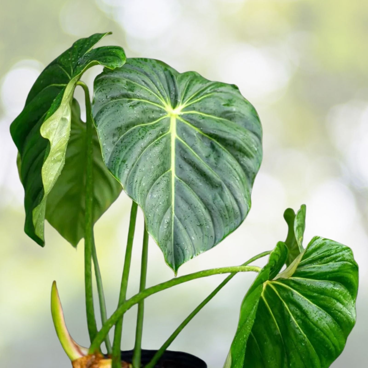Philodendron McDowell in 14" Pot | Tropical Houseplant | Philodendron McDowell