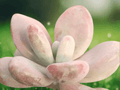 1 Live Plant Pink Moonstone Succulent Pachyveria Oviferum Roseum 2 Inch Pot