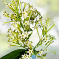 Night Blooming Jasmine Cuttings 10-Pack, Very Fragrant Cestrum Nocturnum, Ideal for Propagation, Green Tips