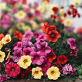 Petunia Seeds 350+ Count Annual Flower Seeds Colorful Garden Blooms Easy Grow US Seller Petunia spp.