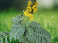 5 Seeds Popcorn Senna Cassia didymobotrya Yellow Flower Shrub