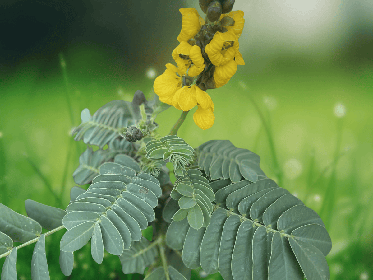 5 Seeds Popcorn Senna Cassia didymobotrya Yellow Flower Shrub