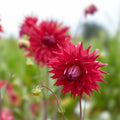 Dahlia Live Plant Tuber Holly Huston Semi-Cactus Red Garden Flower Perennial Cut Flower