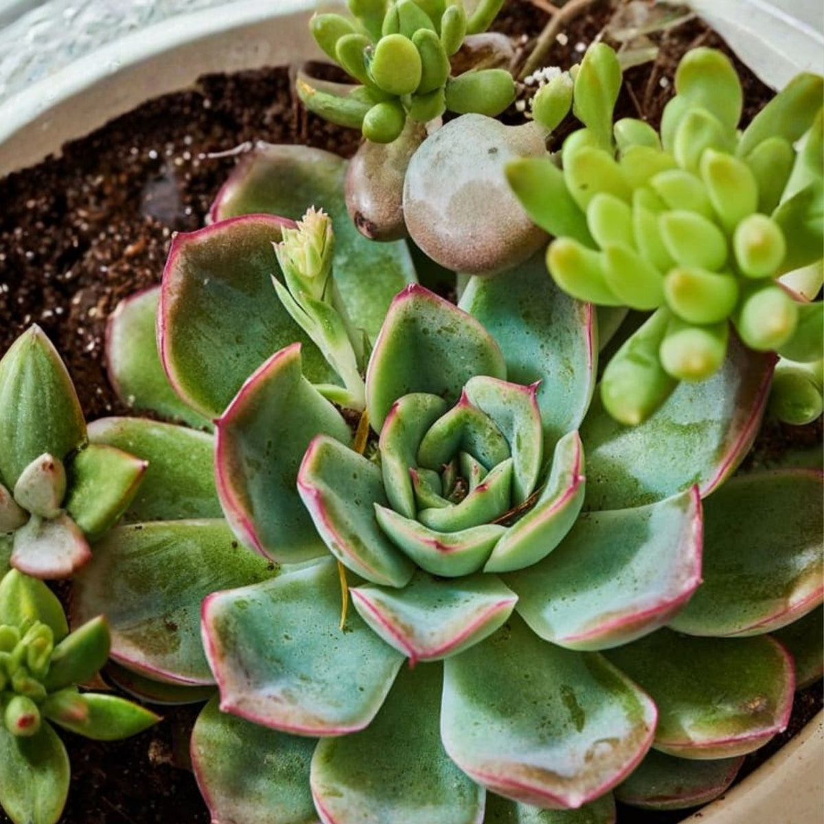 Echeveria ‘Green with Envy’ Succulent 4 oz Indoor Houseplant - Green with Envy Plant for Home Decor