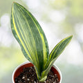Sansevieria Masoniana Whale Fin Snake Plant - 8 Inch Pot, Unique Paddle Leaves, Air Purifying Indoor Succulent