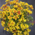 Sedum 'Weihenstephaner Gold' Live Cuttings - Yellow Foliage Ground Cover Perennial Plant - Easy Care Garden Plant