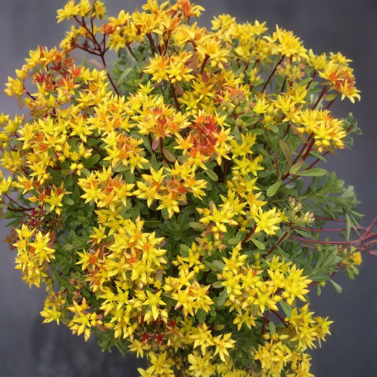 Sedum 'Weihenstephaner Gold' Live Cuttings - Yellow Foliage Ground Cover Perennial Plant - Easy Care Garden Plant