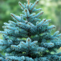 Blue Spruce Seeds 50 Pack Colorado Blue Spruce Picea pungens Conifer Tree Seeds for Planting