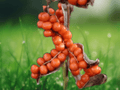 5 Seeds Iris foetidissima Coral Iris Ornamental Spice