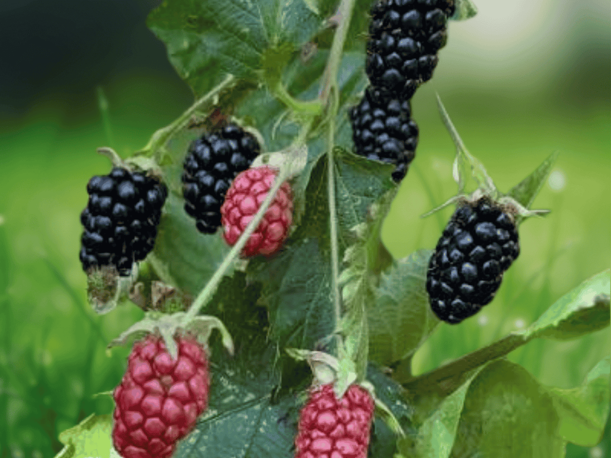 3 Prime Ark Horizon Thorned Blackberry Live Plant Rubus Starter Plug
