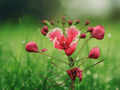 5 Seeds Pink Bird of Paradise Caesalpinia pulcherrima Flowering Shrub