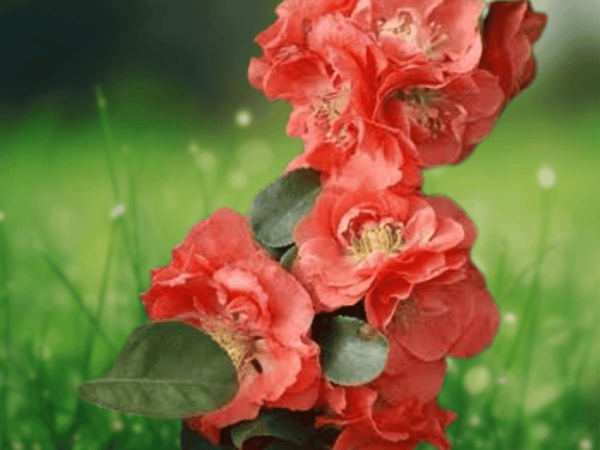 2.5 QT Live Plant Chojuraku Orange Flowering Quince