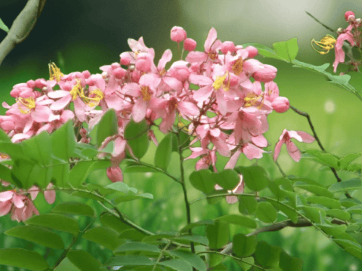 5 Seeds Burmese Pink Shower Tree Cassia renigera Tropical Flowering Ornamental Tree