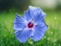 20 Seeds Blue Silver Hibiscus Hardy Tropical Perennial Rare Metallic Blooms Exotic Garden Patio