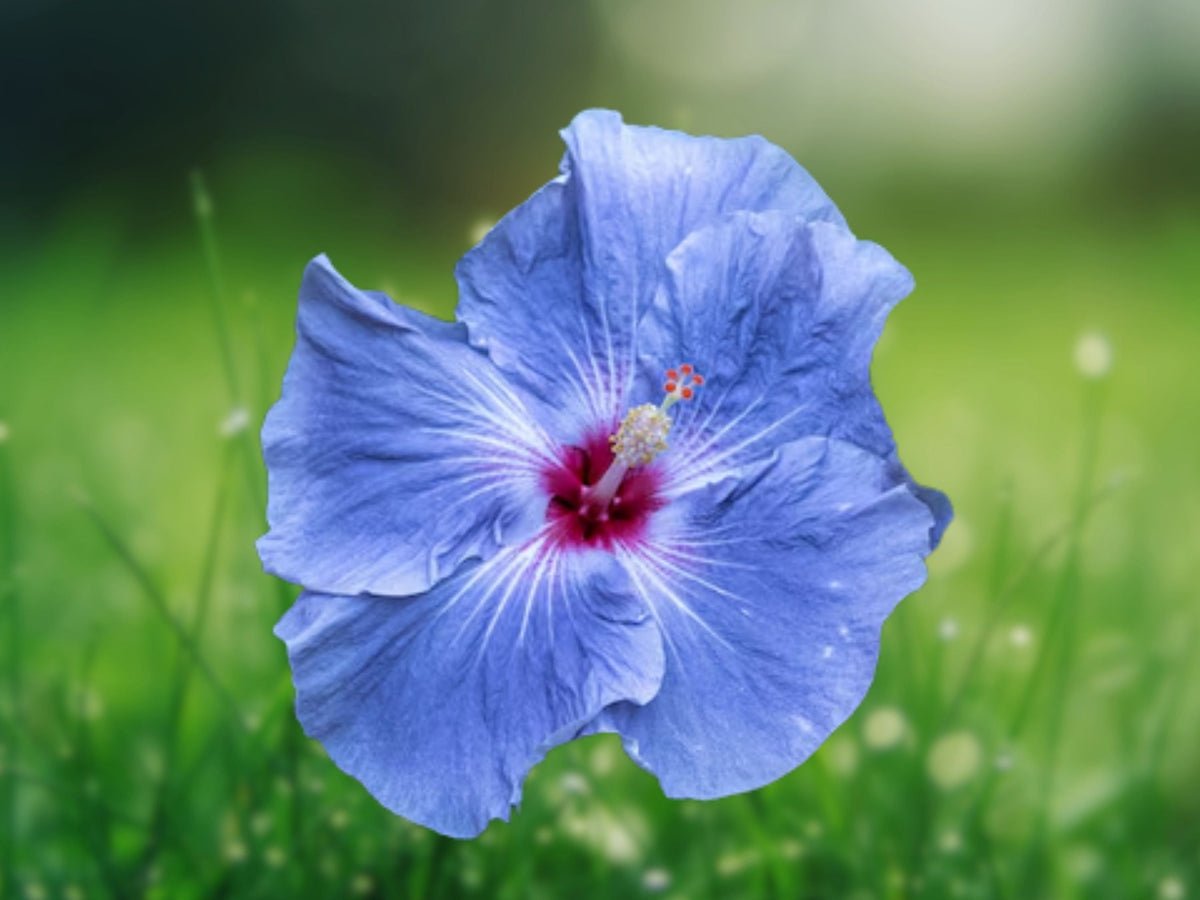 20 Seeds Blue Silver Hibiscus Hardy Tropical Perennial Rare Metallic Blooms Exotic Garden Patio
