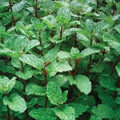 Mint Plants - 3 Organic Mojito Mint - Mentha Villosa - Fresh Culinary Herbs for Gardens and Indoor Growing
