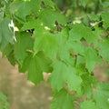 Bigleaf Maple Tree Seeds 30+ Acer macrophyllum for Planting, Hardwood Seeds, Ornamental Tree, Native California Tree