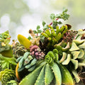 15 Assorted Succulent Cuttings | 15 Varieties Live Plants for Crafting | Echeveria, Sedum, Haworthia, Mixed Succulents