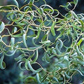 Bonsai Tree Cutting - Thick Trunk Dragon Willow - Fast Growing Indoor Outdoor - Salix Matsudana