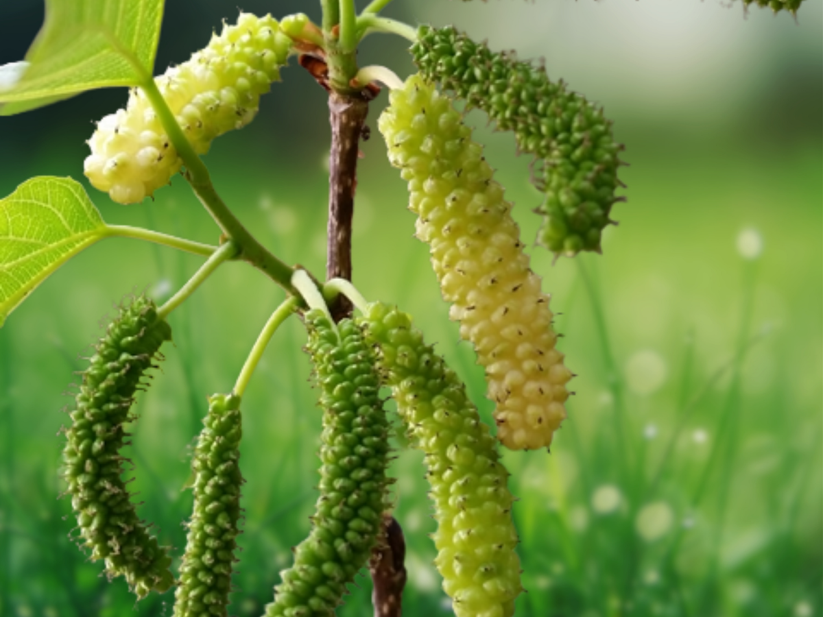 5 Seeds Morus macroura White Pakistan Mulberry Fruit Tree Seeds